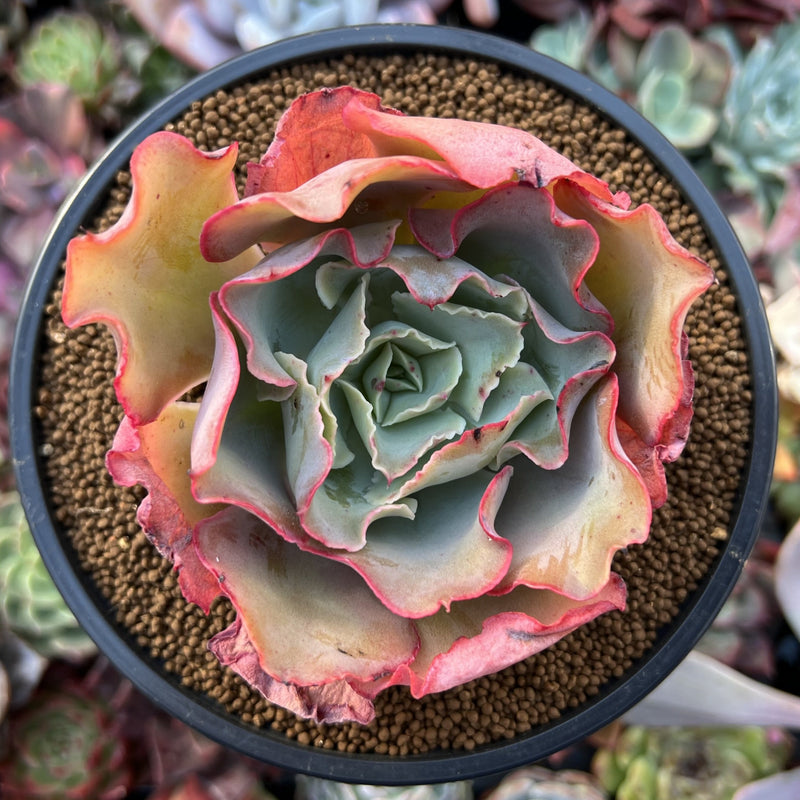 blue pink succulent Echeveria 'Blue Jay' 4" Succulent Plant