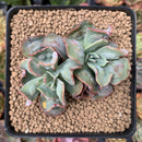 Echeveria 'Blue Spur' 3" Cluster Succulent Plant