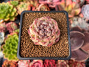 Echeveria 'Amethyst' 1"-2" Succulent Plant