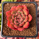 Echeveria 'Primiere' 1" Succulent Plant