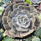 Echeveria 'Lilacina' Mutated 4" Succulent Plant