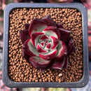 Echeveria Agavoides 'Magic Crown' 1" Small Succulent Plant