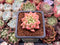 Echeveria 'Pink Top' 1" Succulent Plant