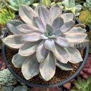 Echeveria 'Perle Von Nurnberg' Variegated 4"-5" Succulent Plant
