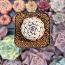 Echeveria 'Hearts Choice' 1" Selected Clone Succulent Plant