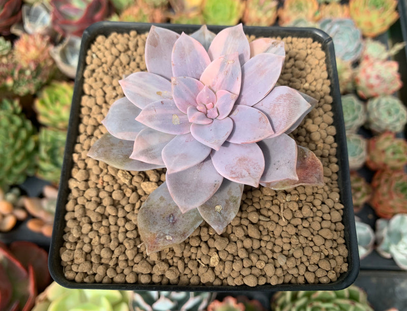 Quetzalcoatlia 'Pentandra Superba' Variegated 3