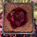 Echeveria Agavoides 'Luming' 2" Succulent Plant