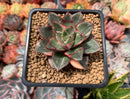 Echeveria 'Monocerotis' Variegated 3" Succulent Plant