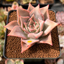 Echeveria 'Madiba' 2" Succulent Plant