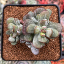 Cotyleydon Orbiculata Var. 'Hoppi' Variegated 3" Cluster Succulent Plant
