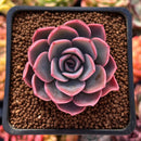 Echeveria 'Tinkerbell' 2" Succulent Plant