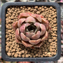 Echeveria 'Mohican' 1" Succulent Plant