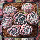 Echeveria 'Nanahukumini' 3"-4" Cluster Succulent Plant