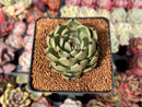 Echeveria Agavoides 'Sarabony' 2" Succulent Plant