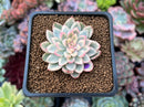 Echeveria 'Mebina' Variegated 1" Succulent Plant