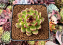 Echeveria Agavoides 'Amethyst' 3" Succulent Plant