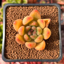 Echeveria sp. 1" Succulent Plant
