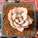 Pachyveria 'Simonasa' Variegated 1" Powdery Succulent Plant