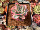 Echeveria 'Pink Harin' Variegated 2" Succulent Plant