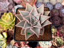 Echeveria 'Madiba' 2"-3" Cutting Succulent Plant