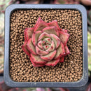 Echeveria 'Cello' 1" New Hybrid Succulent Plant