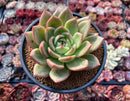 Echeveria 'White Champaign' 4" Succulent Plant