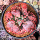 Echeveria 'Speed Bump' 4" Succulent Plant
