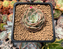 Echeveria 'Fun Queen' 1"-2" Succulent Plant