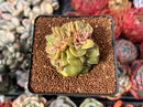 Echeveria 'Mini Nouvella' 2" Succulent Plant