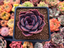 Echeveria 'Dark Chocolate' 2" New Hybrid Succulent Plant