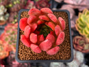Echeveria 'Ferrari' 2" Succulent Plant