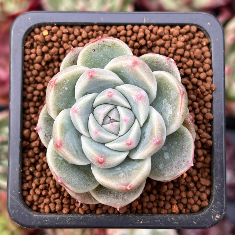 alba beauty succulent Echeveria 'Alba Beauty' 1" Succulent Plant