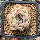 Echeveria 'Strawberry Ice' 1" Succulent Plant