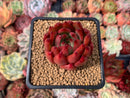 Echeveria Agavoides 'Frank Reinalt' 2" Succulent Plant