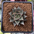 Echeveria 'Purpusorum' White Form 1" Succulent Plant