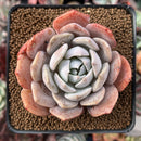 Echeveria 'Bambino' Hybrid 2"-3" Succulent Plant