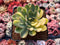 Echeveria 'Pulidonis' Variegated 3" Succulent Plant