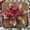 Echeveria 'Love and War' 3"-4" Succulent Plant