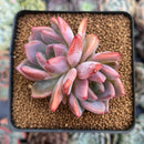 Echeveria 'Sharman' 2" Succulent Plant
