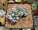 Echeveria 'Hosikage' Crested 3" Succulent Plant