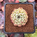 Echeveria 'Zaragoza' 1" Succulent Plant