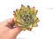 Echeveria Agavoides ‘Maria’ Hybrid 4" Rare Succulent Plant