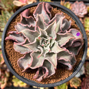 Echeveria 'Madiba' 5" Succulent Plant