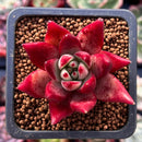 Echeveria Agavoides 'Electra' 2" Succulent Plant