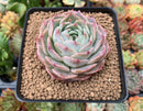 Echeveria 'Helena' 2"-3" Succulent Plant
