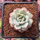 Echeveria 'Derlu' 1" Succulent Plant