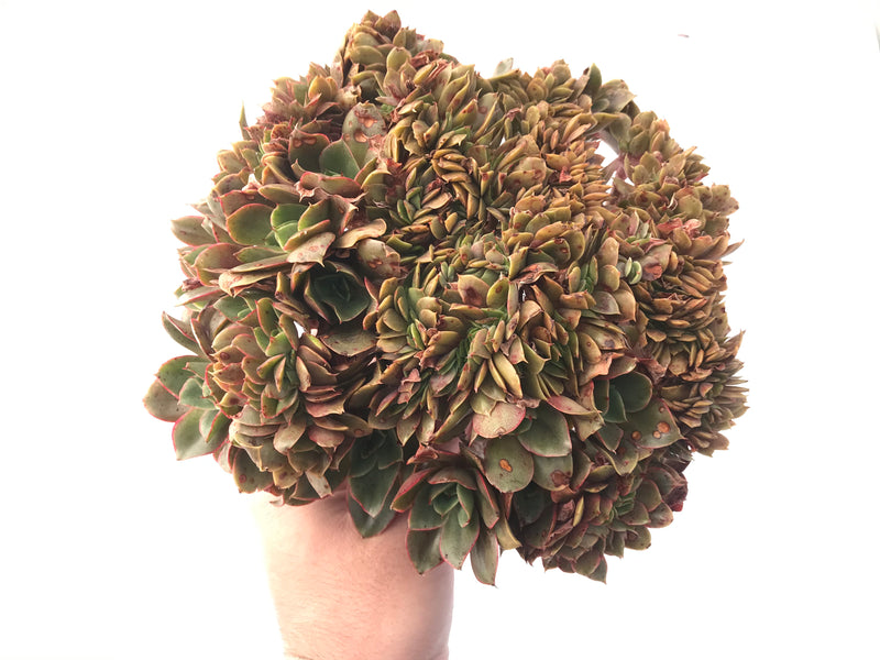 carnicolor succulent Echeveria 'Carnicolor' Crested Cluster Insanely Large 10"+ Succulent P – True Succulents Plant Co