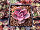Echeveria 'Rainbow' Variegated 1" Succulent Plant