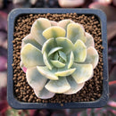 Echeveria Runyonii Variegated (Aka Echeveria 'Akaihosi' Variegated) 2" Succulent Plant
