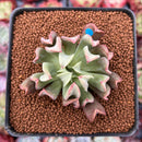 Echeveria 'Black Hawk' 2" Succulent Plant